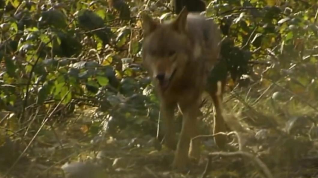 DNAonderzoek geeft aan dat schapen in Lommel, Oudsbergen en Peer