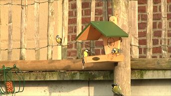 Limburg heeft het meest aantal vogels per tuin