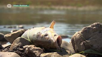 Dode Vissen in Grensmaas ter hoogte van Dilsen-Stokkem