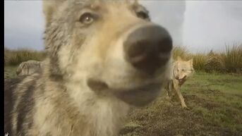 Het Jaar van de Wolf (trailer)