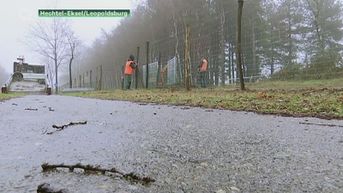 Kilometerslange afrastering tegen everzwijnen in Hechtel-Eksel en Leopoldsburg is klaar