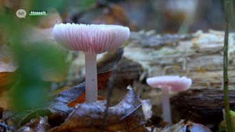 Wilde paddenstoelen eten is niet zonder risico
