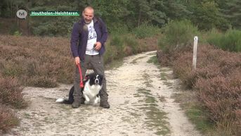 Houthalenaar staat oog in oog met wolvenroedel: gaat het om Naya en welpjes?