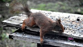 Gesprek: Lambert spot dagelijks een eekhoorn in zijn tuin