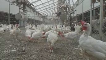 Sp.a pleit voor een verbod op mega kippenstallen: 