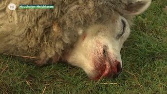 Vier schapen doodgebeten in Helchteren