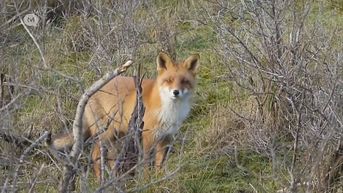 Reeks: Nieuw Leven In Limburg: jonge vossen