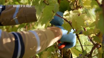 Druiven plukken bij wijndomein Thilesna