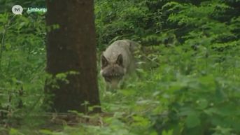 Jagers schrikken beschermde wolven op tijdens drukjacht en jagen Naya of August tussen het verkeer de straat op