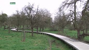 Alden Biesen heeft grootste openbare hoogstamboomgaard van West-Europa