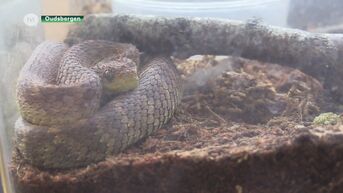 Nieuwe dierenpolitie pakt bij allereerste interventie levensgevaarlijke slangen op bij 18-jarige in Dilsen-Stokkem