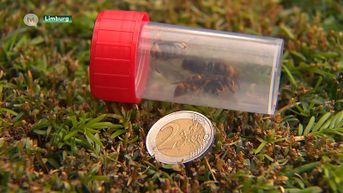 Levensgevaarlijke Aziatische hoornaar terug in Limburg