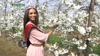 Kersvers Miss België ziet voor het eerst bloesempracht in Haspengouw