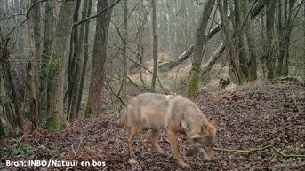 Vijf jaar cel voor wie Limburgse wolf vermoordt