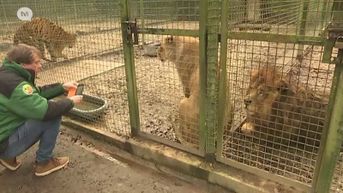 Natuurhulpcentrum vangt leeuwen uit failliete Franse filmstudio op