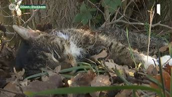 Dode kat en vos gevonden in Rotem. Buurt vreest voor gifstrooier.