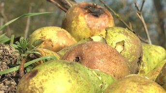 4 ton rottende peren gedumpt in natuurgebied Borgloon