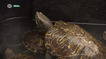 Stad Genk wil dat gevangen schildpadden blijven leven