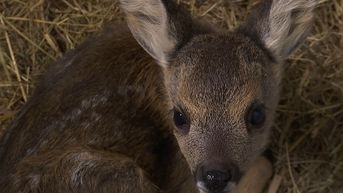 Natuurhulpcentrum Oudsbergen moet improviseren tijdens coronacrisis