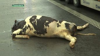 Ontsnapte koeien zorgen voor lange file op E313 in Tessenderlo