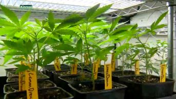 Regering wil teelt medicinale cannabis legaal maken