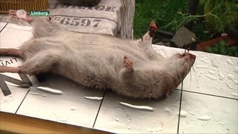 Droge zomer zorgt voor enorm veel ratten dit jaar