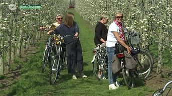 Sint-Truiden zet politiemensen te fiets in tegen overrompeling bloesemtoeristen