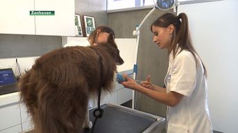 Hond ziek na zwempartij aan de Holsteen in Zonhoven