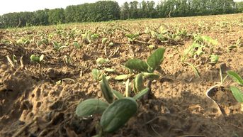 Biologische soja in Diepenbeek