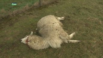 Wolven bijten drie alpaca's dood in Peer