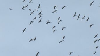 Duizenden kraanvogels trekken over Limburg
