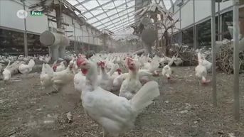 Buurtprotest tegen komst kippenstal in Peer
