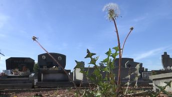 Ergernis over onkruid op Bilzers kerkhof