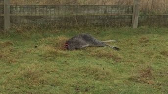 Twee kangoeroes doodgebeten in Paal, wolvenexperts negeren feiten