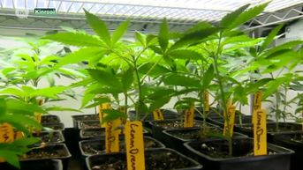 Rendocan krijgt vergunning voor teelt van medicinale cannabis in Kinrooi