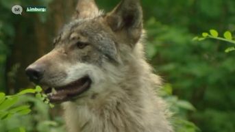 Sil Janssen: Jagers proberen wolven Naya en Gust te verjagen onder mom van drijfjachten op everzwijnen