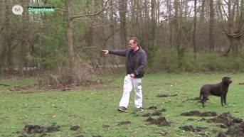 Everzwijnen richten ravage aan in Diepenbeek