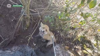 Natuurhulpcentrum bevrijdt vos uit strop