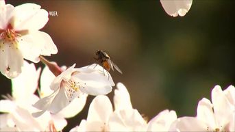 De tijd van de bloemetjes en de bijtjes