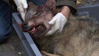 Natuurhulpcentrum bouwt speciale kooi om aangereden wolven te kunnen verzorgen