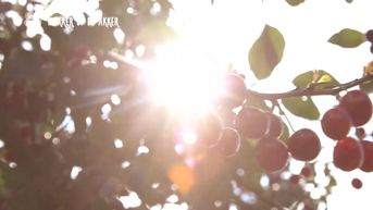uittip: nu zondag Agricultura op Alden Biesen