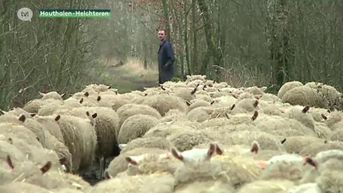 Schapenhouders krijgen financiële steun om schapen tegen wolven te beschermen