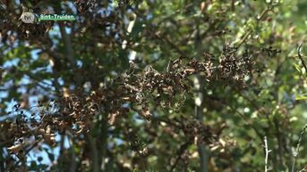 Provinciale aanpak om bacterievuur bij peren- en appelbomen te bestrijden
