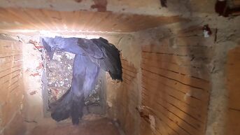 Natuurhulpcentrum rukt tientallen keren uit om kauwen uit schoorstenen te verwijderen