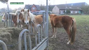 14 verwaarloosde paarden in beslag genomen in Overpelt