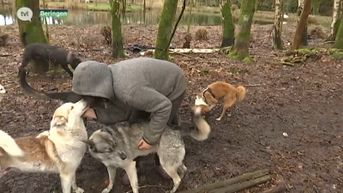 Dure sledehonden aangevallen door opgejaagd everzwijn in Beringen