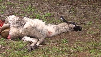 Drie Lama's doodgebeten in Lommel en even verderop twee schapen in Balen