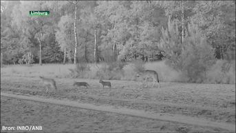 De vier Limburgse wolvenwelpjes zien er gezond uit. Wie de roedel verstoort krijgt een boete.