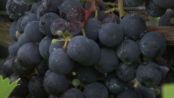 Limburgse druiventeelt breidt uit voor biologische mousserende wijn