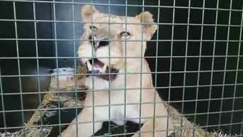 Natuurhulpcentrum redt nu ook vier verwaarloosde leeuwinnen uit Frans circus
